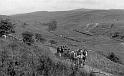 Timber hauling c 1912